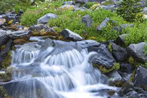 Brook Prints: Skyline Trail near Paradise, Summer Alpine Wildflowers, Mt. Rainier National Park