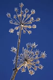 Images Dated 12th January 2006: Skyward view of Cow Parsnip in winter covered in morning frost, Homer, Alaska