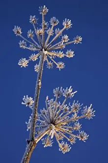 Skyward Prints: Skyward view of Cow Parsnip in winter covered in morning frost, Homer, Alaska