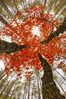 Forest Floor Prints: Skyward view of maple tree in pine forest, Upper Peninsula of Michigan