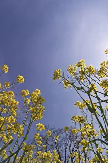Mustard Prints: Skyward view of mustard flowers, Brassica napus, Shaker Village of Pleasant Hill
