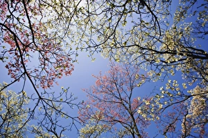 Skyward Prints: Skyward view of pink and white dogwood trees, Lexington, Kentucky. Cornus Florida