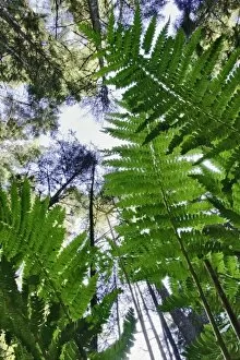 Skyward view of trees and ferns from forest floor, near Rockport, Maine