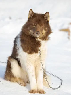 Greenland Collection: Sled dog in the northwest of Greenland during winter. Kullorsuaq