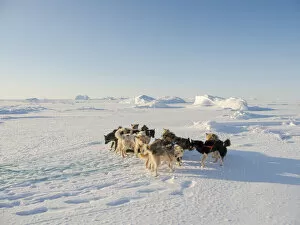 Greenland Gallery: Sled dog in the northwest of Greenland during winter on the sea ice of the frozen