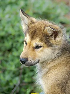 Northern Greenland Prints: Sled dog puppy in the small town Uummannaq