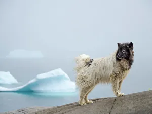 Northern Greenland Prints: Sled dog in the small town Uummannaq