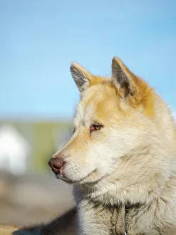 Northern Greenland Prints: Sled dog in the small town Uummannaq