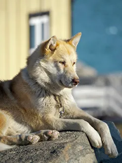 Northern Greenland Prints: Sled dog in the small town Uummannaq