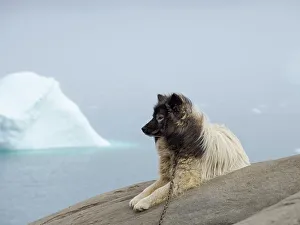 Northern Greenland Prints: Sled dog in the small town Uummannaq