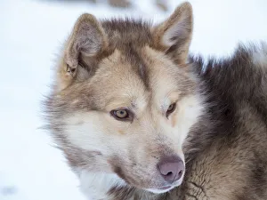 Greenland Collection: Sled dog during winter in Uummannaq in Greenland. Dog teams are still draft animals for