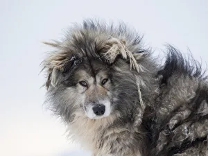 Images Dated 27th January 2020: Sled dog during winter in Uummannaq in Greenland. Dog teams are still draft animals for