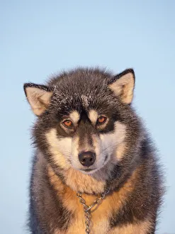 Images Dated 27th January 2020: Sled dog during winter in Uummannaq in Greenland. Dog teams are still draft animals for