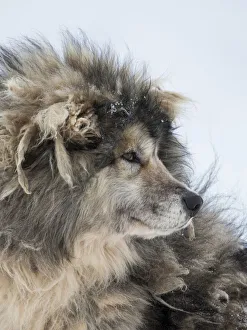 Images Dated 28th January 2020: Sled dog during winter in Uummannaq in Greenland. Dog teams are still draft animals for