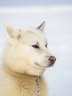 Images Dated 28th January 2020: Sled dog during winter in Uummannaq in Greenland. Dog teams are still draft animals for