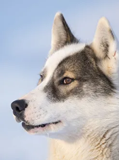 Images Dated 28th January 2020: Sled dog during winter in Uummannaq in Greenland. Dog teams are still draft animals for