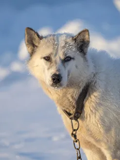 Images Dated 27th January 2020: Sled dog during winter in Uummannaq in Greenland. Dog teams are still draft animals for