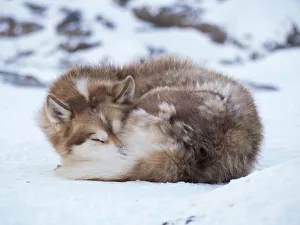 Images Dated 28th January 2020: Sled dog during winter in Uummannaq in Greenland. Dog teams are draft animals for