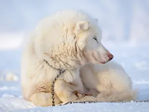 Images Dated 27th January 2020: Sled dog during winter in Uummannaq in Greenland. Dog teams are draft animals for