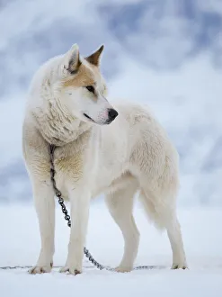 Images Dated 28th January 2020: Sled dog during winter in Uummannaq in Greenland. Dog teams are draft animals for