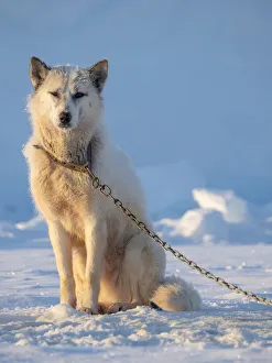 Images Dated 28th January 2020: Sled dog during winter in Uummannaq in Greenland. Dog teams are draft animals for