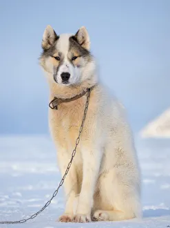 Images Dated 28th January 2020: Sled dog during winter in Uummannaq in Greenland. Dog teams are draft animals for