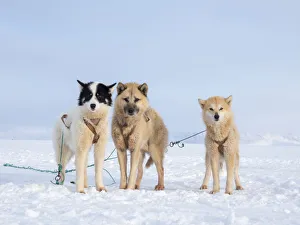 Sled dog during winter in Uummannaq in Greenland. Dog teams are draft animals for