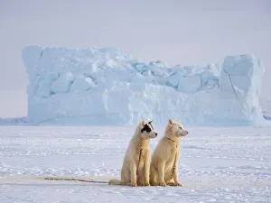 Sled dog during winter in Uummannaq in Greenland. Dog teams are draft animals for