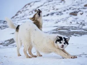 Images Dated 28th January 2020: Sled dog during winter in Uummannaq in Greenland. Dog teams are still draft animals for