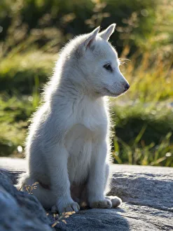 Sled Dogs. Inuit village Oqaatsut (once called Rodebay) located in Disko Bay. Greenland