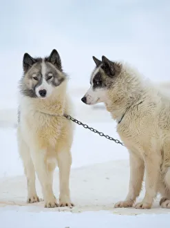 Greenland Prints: Sled dogs on sea ice during winter near Uummannaq in northern West Greenland beyond the Arctic Circle