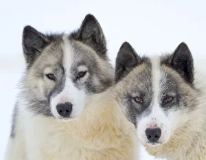 Greenland Prints: Sled dogs on sea ice during winter near Uummannaq in northern West Greenland beyond the Arctic Circle