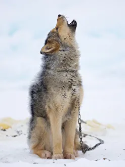 Greenland Prints: Sled dogs on sea ice during winter near Uummannaq in northern West Greenland beyond the Arctic Circle