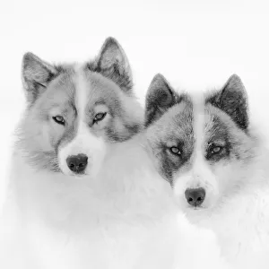 Greenland Prints: Sled dogs on sea ice during winter near Uummannaq in northern West Greenland beyond the Arctic Circle