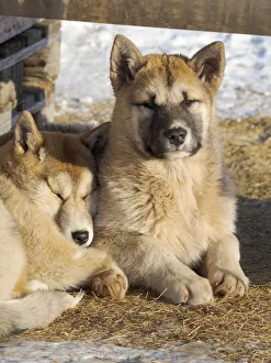 Images Dated 9th November 2020: Sled dogs in town. Winter in Ilulissat on the shore of Disko Bay. Greenland, Denmark