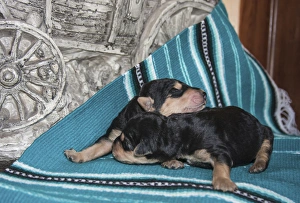Images Dated 10th December 2010: Sleeping Airedale Puppies, McIntosh, New Mexico