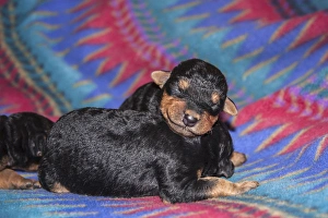 Asleep Prints: Sleeping Airedale Puppies, McIntosh, New Mexico
