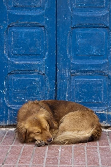 Sleeping dog, Essaouira, Morocco