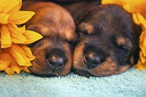 Images Dated 18th July 2013: Sleeping Doxen Puppies, Yucca Valley, California