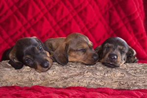 Dachshund Prints: Sleeping Doxen Puppies, Yucca Valley, California