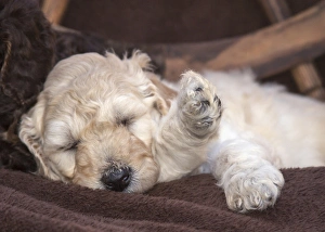 Images Dated 9th March 2016: Sleeping Standard Poodles Puppies