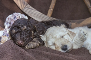 Asleep Prints: Sleeping Standard Poodles Puppies