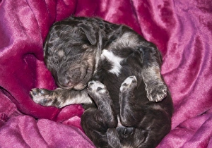 Asleep Prints: Sleeping Standard Poodles Puppy, California