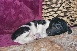 Images Dated 6th March 2016: Sleeping Standard Poodles Puppy, California