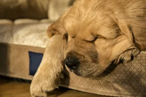 Pedigree Prints: Sleeping eight week old Golden Retriever puppy. (PR)