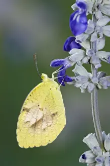 Wood Land Prints: Sleepy Orange, Eurema nicippe, adult on Mealy sage (Salvia farinacea), Uvalde County