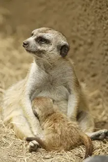 Nursing Prints: Slender-tailed Meerkat nursing young Suricata suricata hahni San Diego Zoo