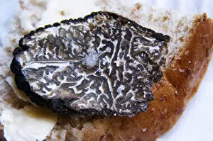 A slice of fresh Perigor truffles on a pice of bread with a drop of oil Truffiere de la Bergerie