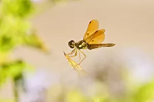 Images Dated 8th November 2007: Slough Amberwing (Perithemis domitia) dragonfly, male perched with sunlight coming