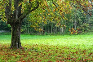 Slovenia Prints: Slovenia, Bled. Fall color in tree foliage